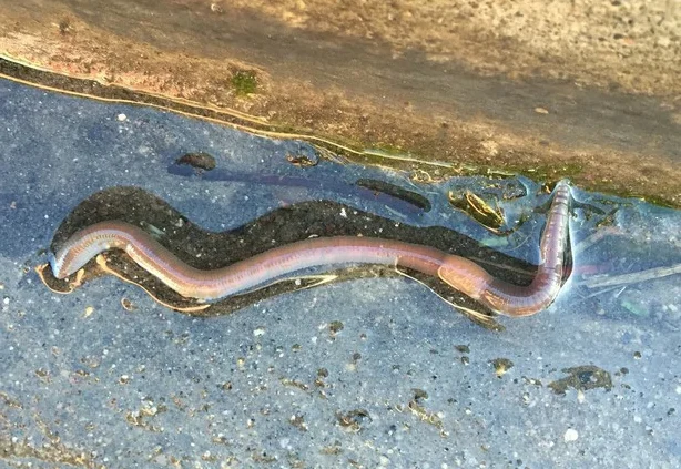 Earthworm on a wet pavement after rain