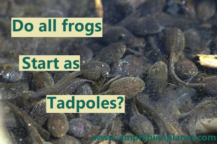 do all frogs start as tadpoles