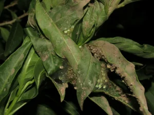 A leaf nest of a Waxy Monkey Tree Frog