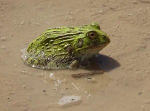 African bullfrog (Pyxicephalus adspersus) 