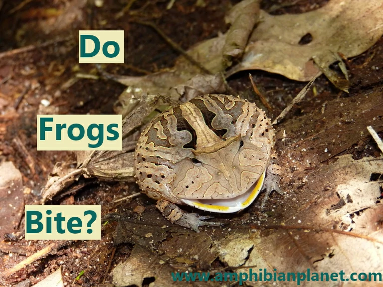 Do frogs bite?