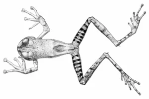 Guenther's marsupial frog (Gastrotheca guentheri)