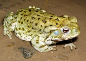Woodhouses Toad Anaxyrus woodhousii