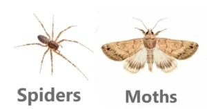 What adult green frogs eat in the wild