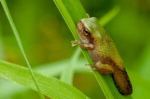 Gray tree frog (Hyla versicolor) metamorph, with tail remnant