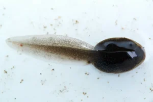 Tadpole with internal gills