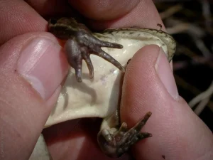 Nuptial pads on a male Northern leopard frog (Lithobates pipiens)