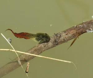 Gray tree frog tadpole with a bright red tail