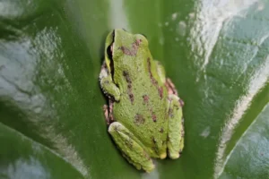 Pacific tree frog