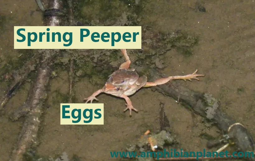 Spring Peeper Eggs.