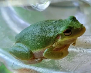 Squirrel tree frog