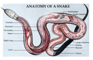 Anatomy of a snake