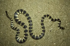 Blue-banded sea snake (Hydrophis cyanocinctus)