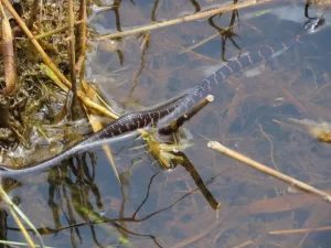 Carolina Water Snake (Nerodia sipedon williamengelsi)