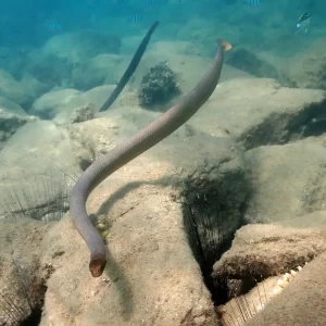 Olive sea snake underwater