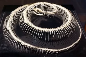Skeleton of a snake
