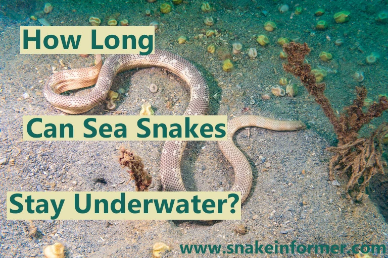 How long can sea snakes stay underwater?
