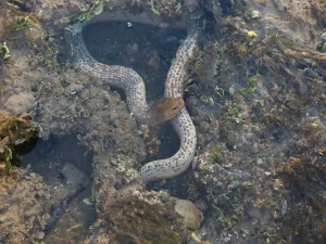Olive sea snake