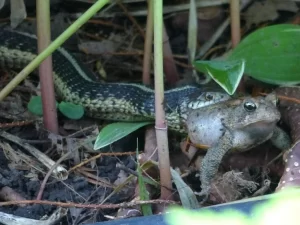 A Common garter snake eating a toad