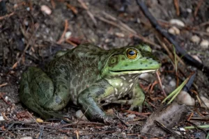 American bullfrogs often eat small garter snakes