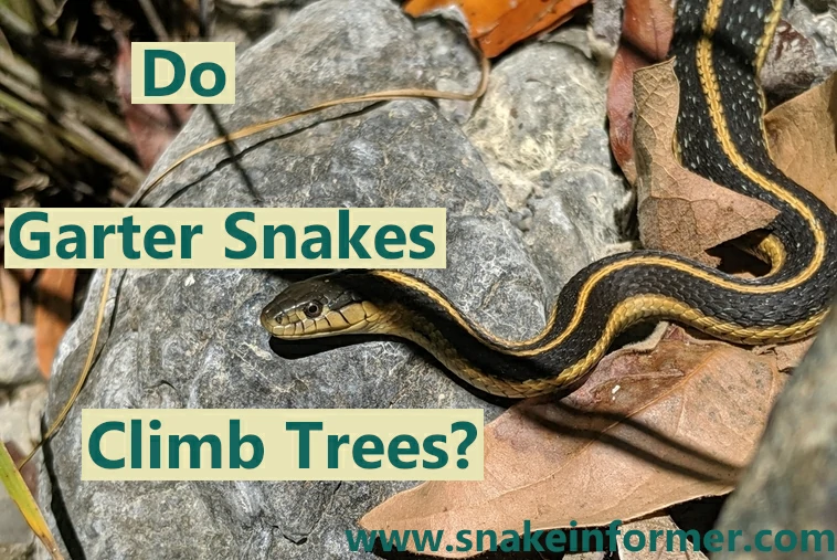 Do garter snakes climb trees?