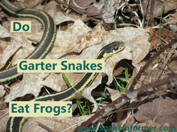 Do garter snakes eat frogs?