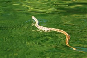 Eastern Garter Snake Swimming in a pond