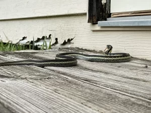Eastern garter snake, in front of the door of a house