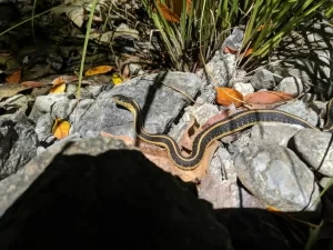 Garter snakes are cold blooded