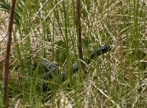 Garter snakes can hide in the grass to avoid predators'