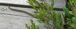 Garter snakes can squeeze through small spaces