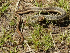 Garter snakes only release their foul-smelling musk when they feel threatened