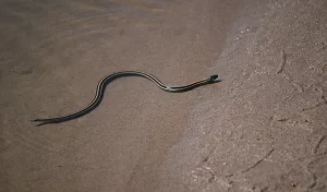 Plains garter snake on the edge of a lake