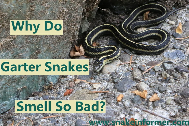Why do Garter snakes smell and stink so bad?