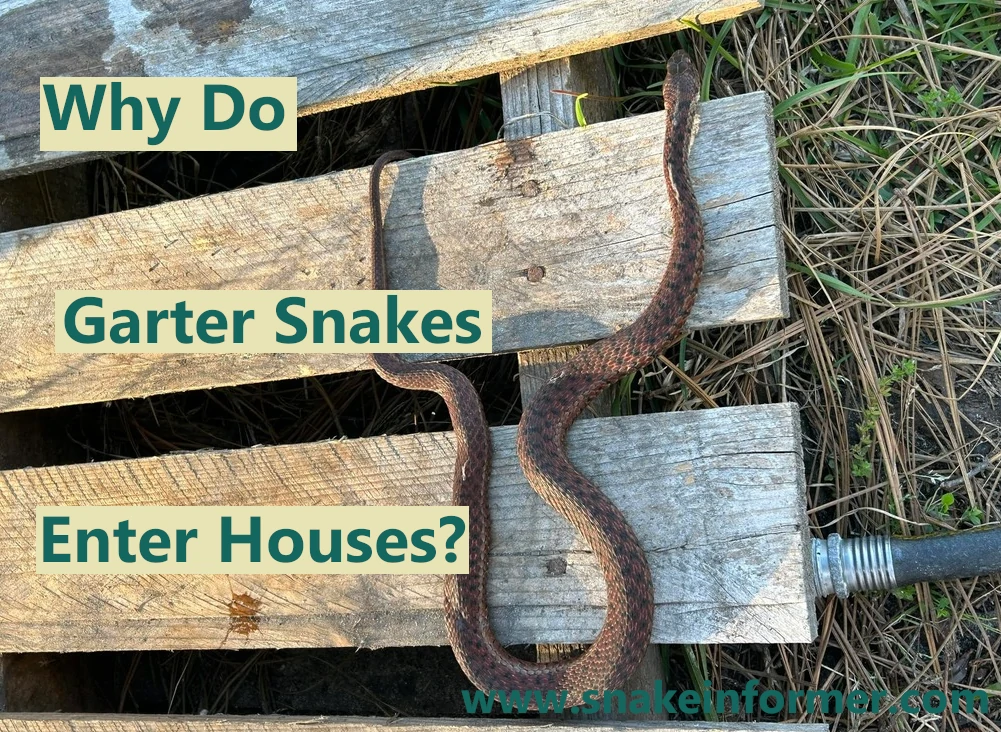 Why do garter snakes enter houses?