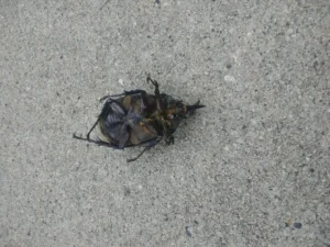 A dead beetle rolled onto its back