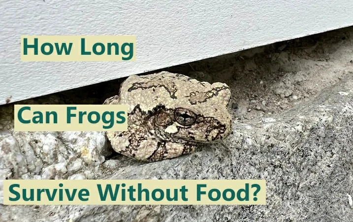 How long can frogs survive without food?