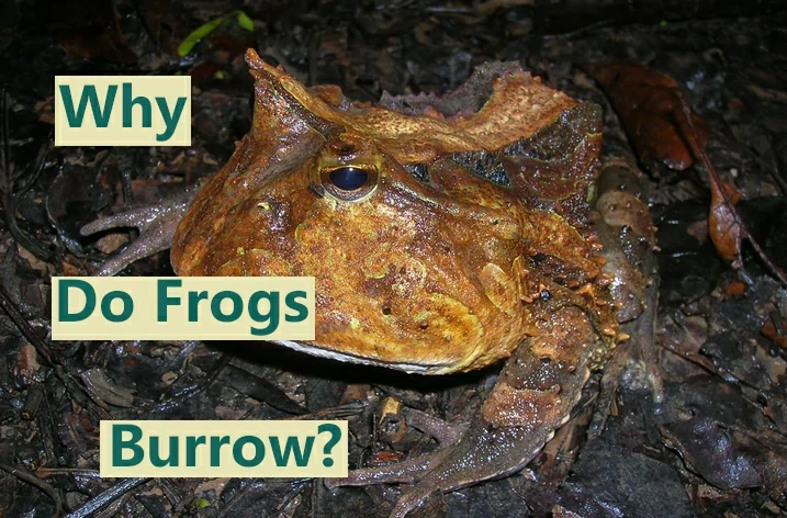 Why do frogs burrow?