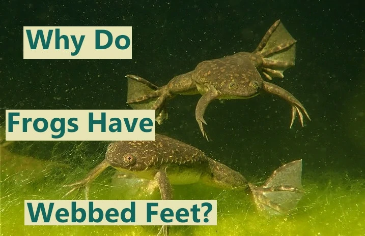 Why do frogs have webbed feet?