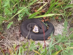A Cottonmouth in a defensive posture