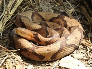 A copperhead snake near dry grass.