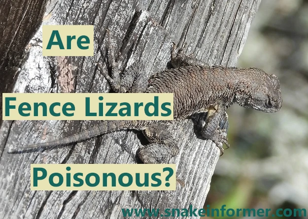 Are fence lizards poisonous?