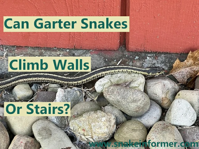 Can Garter Snakes Climb Up Walls Or Stairs?