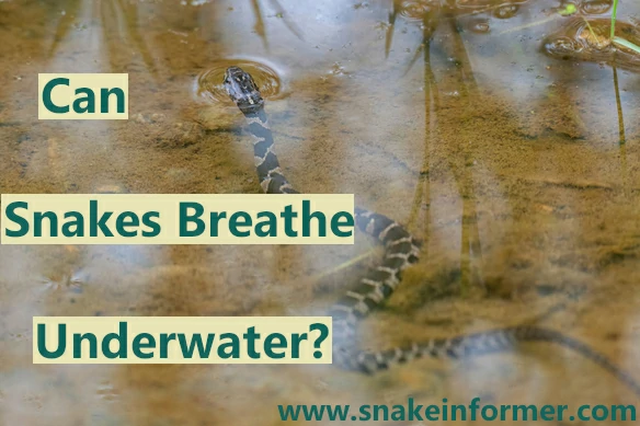 Can Snakes Breathe Underwater?