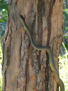 Common Tree Snake Dendrelaphis punctulatus, climbing a tree