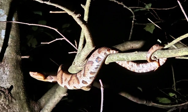 Copperhead Snake in a tree