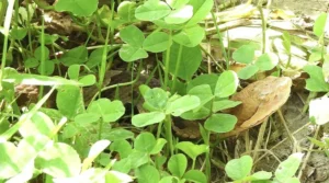 Copperhead Snakes rely on their camouflage to blend into their environment.