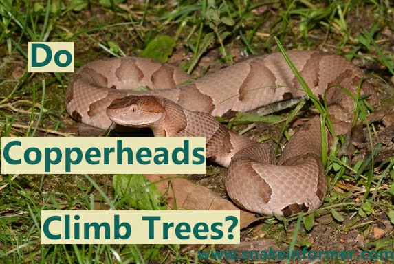 Do Copperhead Snakes Climb Trees?