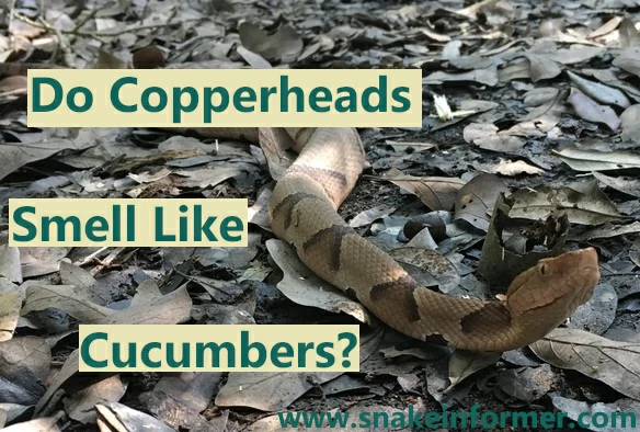 Do Copperhead Snakes Smell Like Cucumbers?