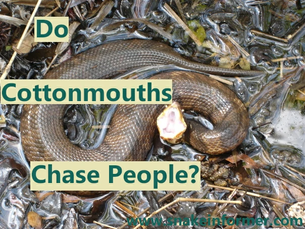 Do Cottonmouth Snakes Chase People?
